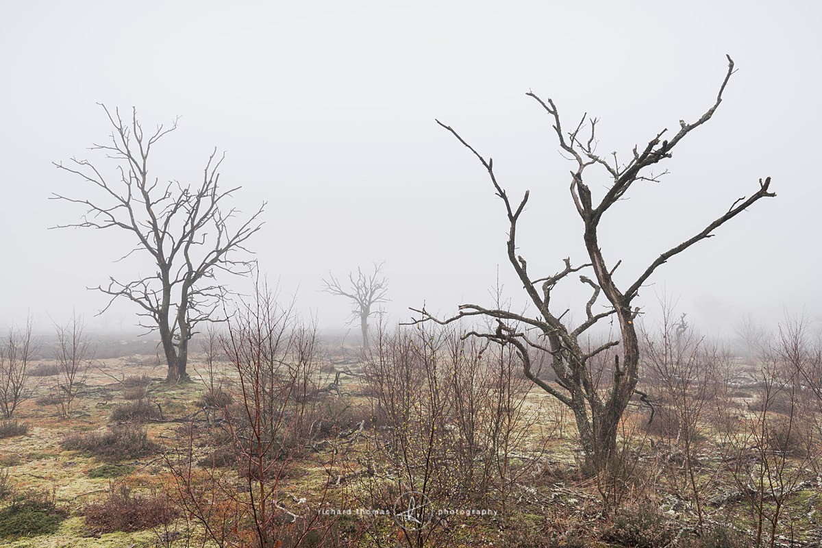  - Charred Mist