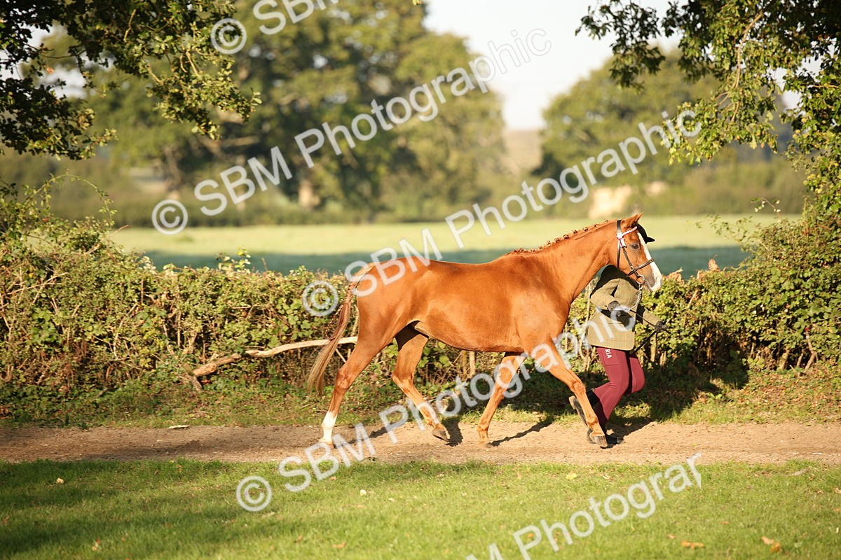 SBM_57534 - S50 - Foreign Breeds In Hand