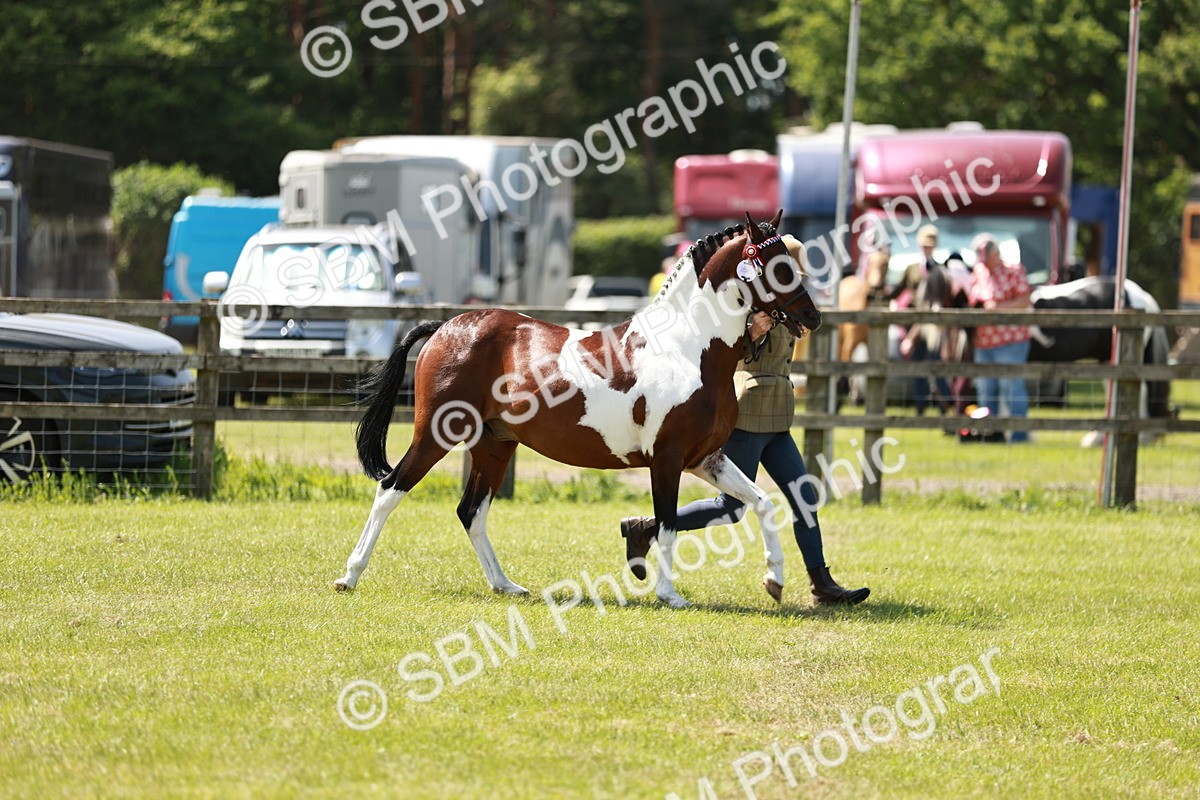 SBM_05466 - Class 41-45 - Riding Pony-Hunter Pony Breeding