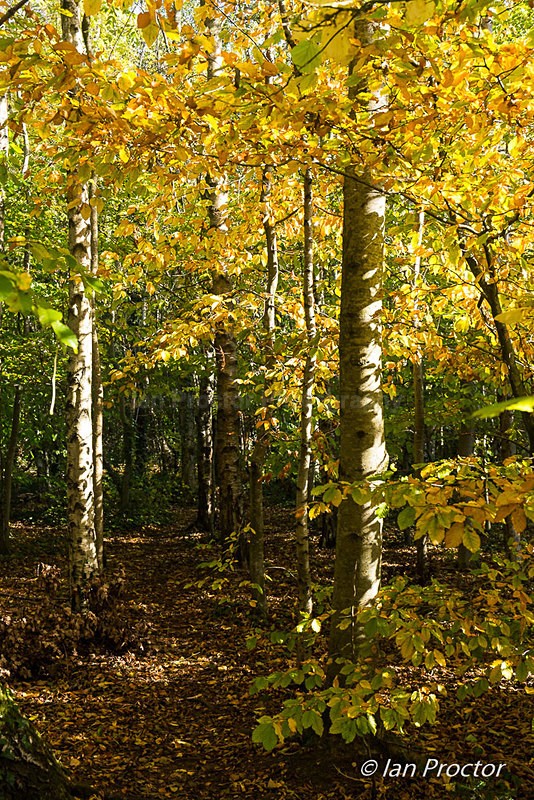 Woodland Autumn Tones - Autumn
