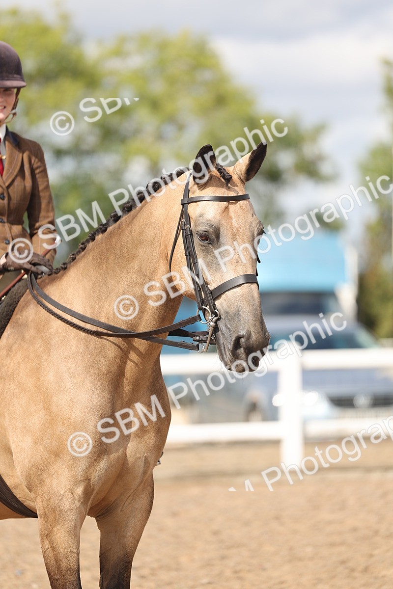 SBM_14783 - Class 308 - Ridden Coloured Horse