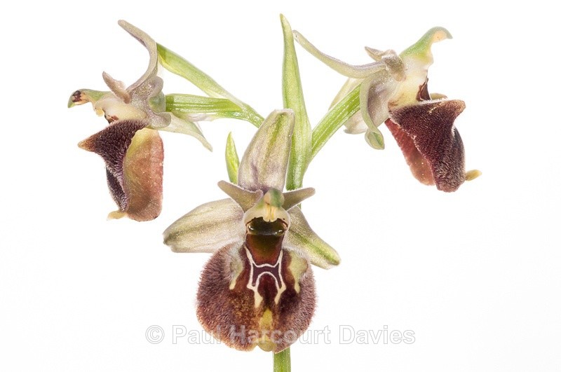  - WB: Orchids - Ophrys
