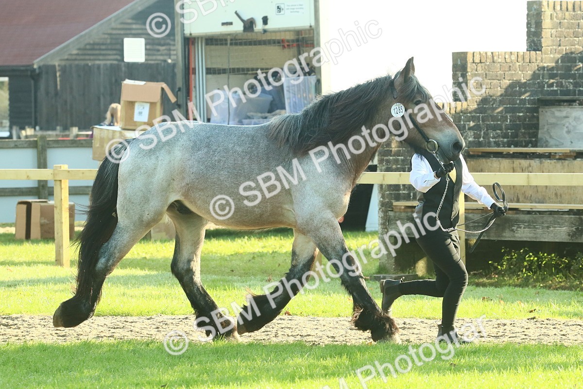 SBM_58564 - S37 - Starters In Hand Showing