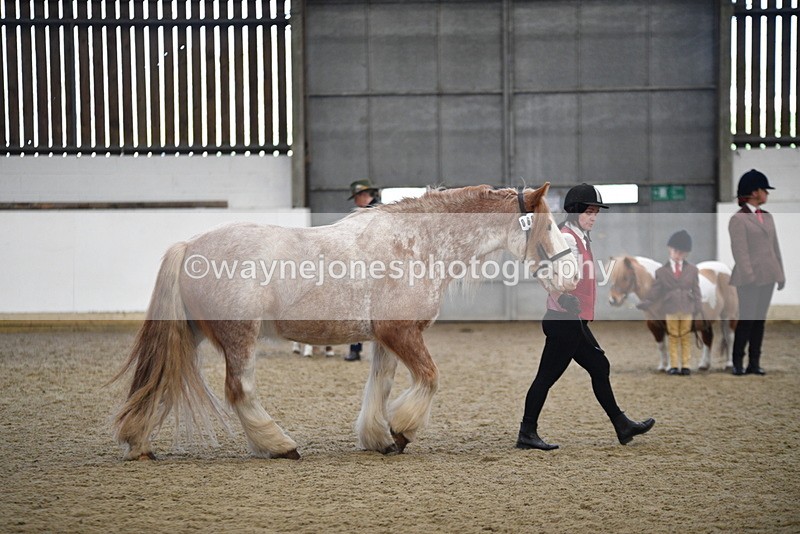 WJ5_4748 - Class 7 In hand coloured / odd coloured