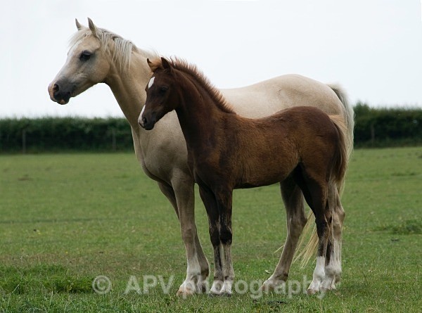  - Horses'n'Ponies