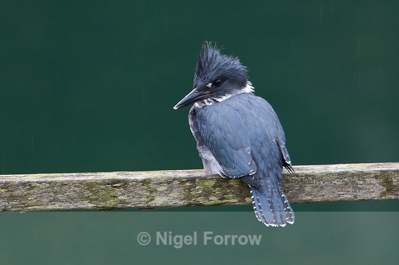 Belted Kingfisher (male) perched on a fence - Belted Kingfisher