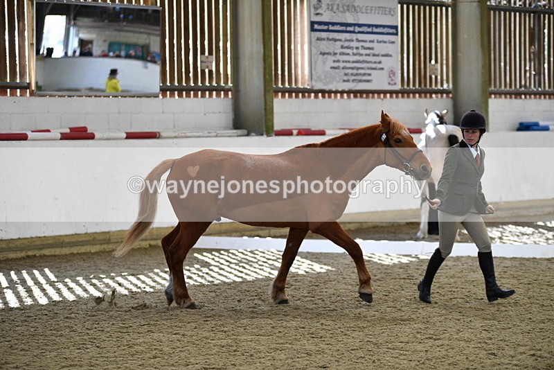 WJ5_4393 - Class 6 In hand M&M - Large Breeds