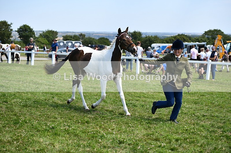 DSC_7506 - Class 63: Coloured Horse Youngstock