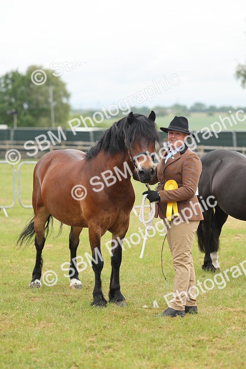 SBM_04947 - Class 50-57 - M&M Welsh Pony In Hand