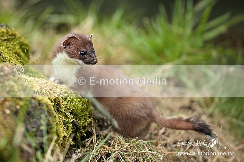 Stoat 260313-151a - Nature