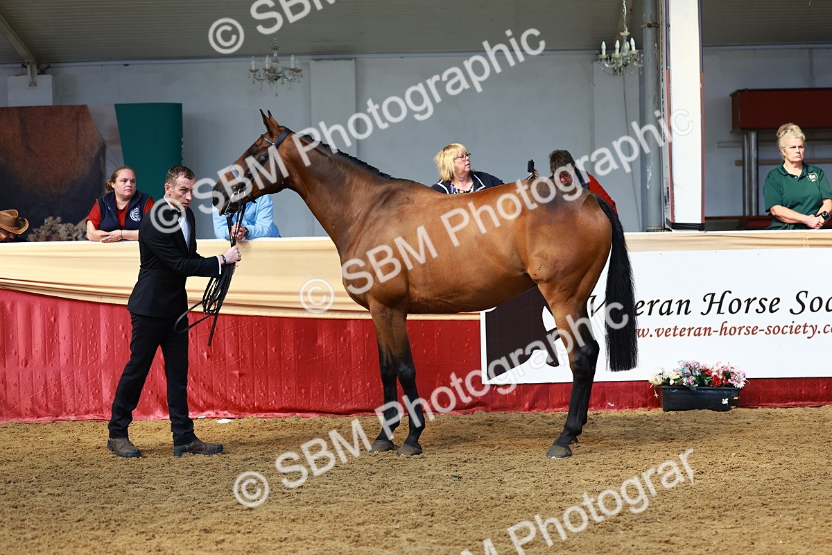 SBM_23262 - Class 903 - Supreme Final - IH Pre Vet