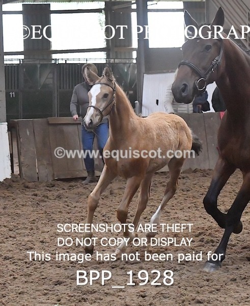 BPP_1928 - AFTERNOON 12.30 - 3.30PM