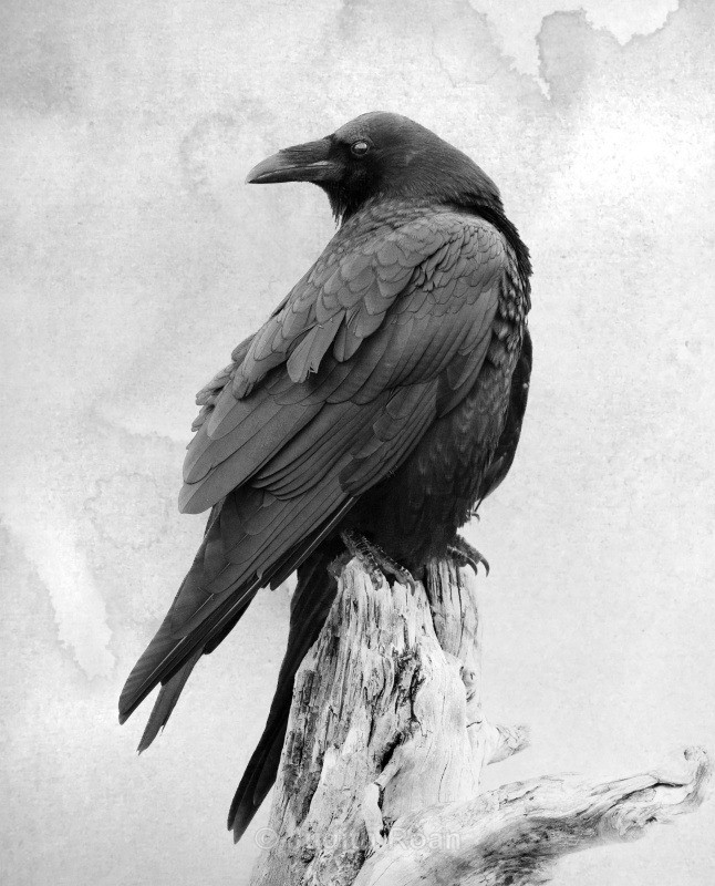 Common Raven - Backyard Birds of the Pacific Northwest