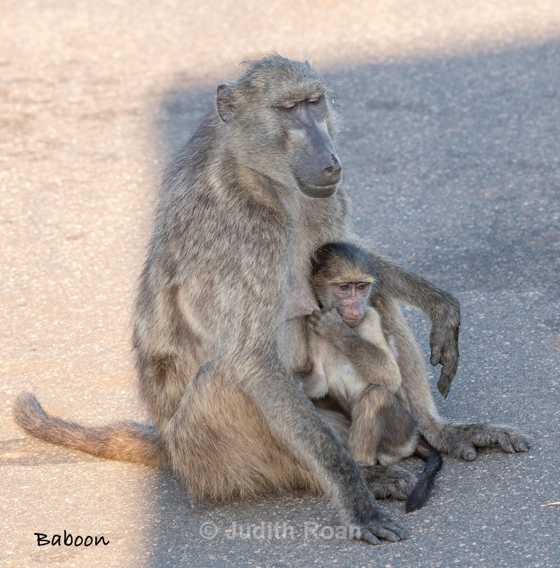  - South Africa Birds and Mammals