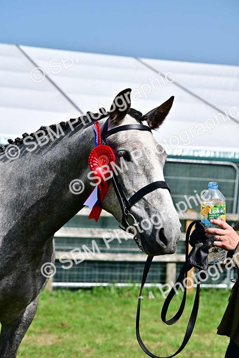 SBM_03370 - Class 50 - 54 Light Horse Breeding