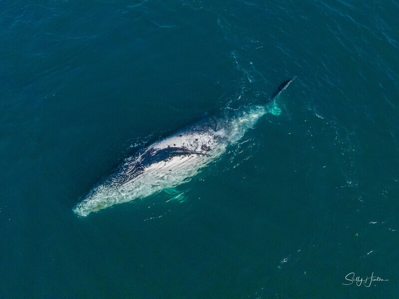 Humpback Relaxing 1. DJI_0314 - 2025 Drone photos