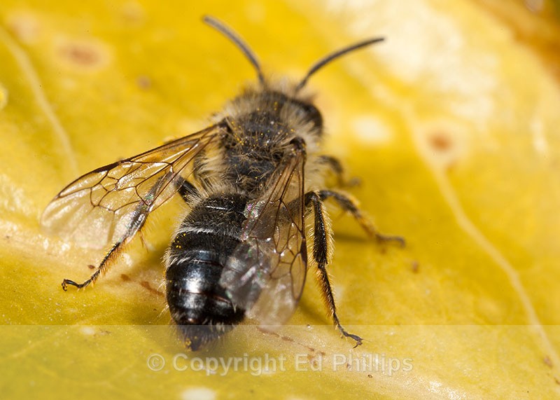 Andrena flavipes (m) - Andrena flavipes