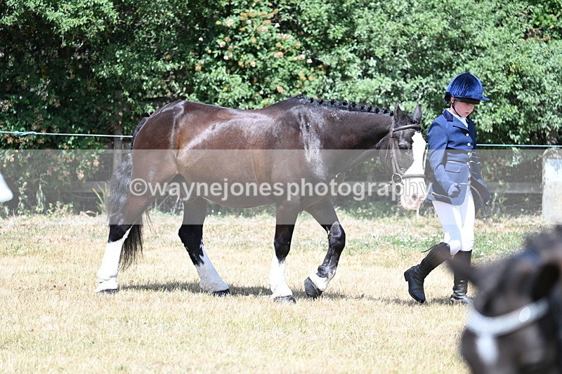 WJ7_2167 - Class 5 Most Handsome Gelding (up to 14.2hh) in hand