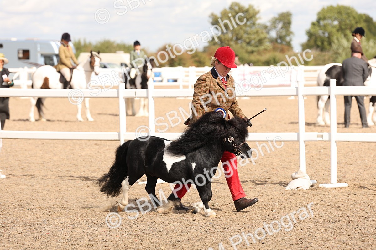 SBM_14003 - Class 205 - IH Show Pony - Show Hunter Pony