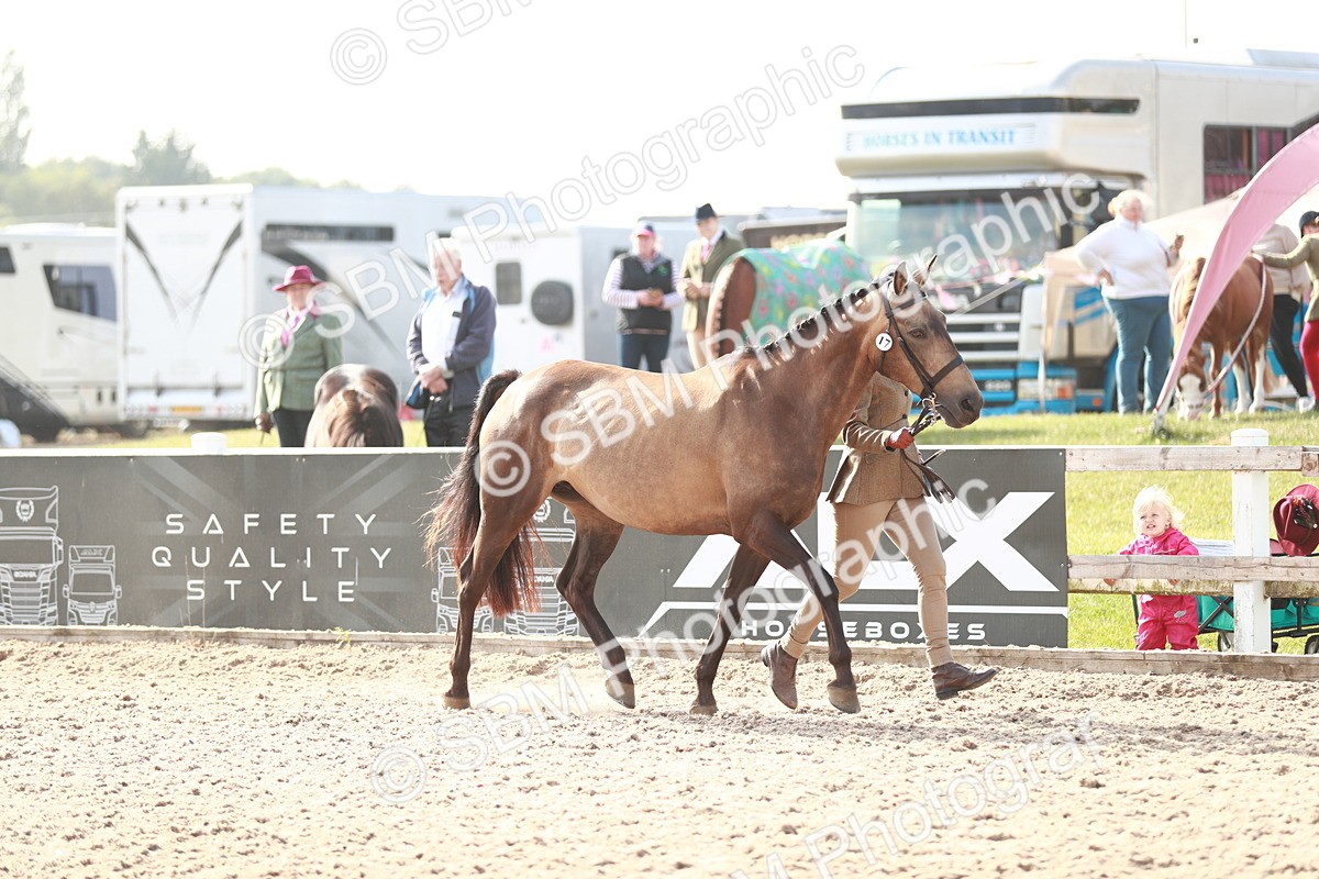 SBM_11046 - Class 205 IH Show Pony/ Show Hunter Pony
