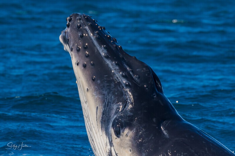 Humpback Calf head-lunge 5. 0A3A9449 - 2025 Whales