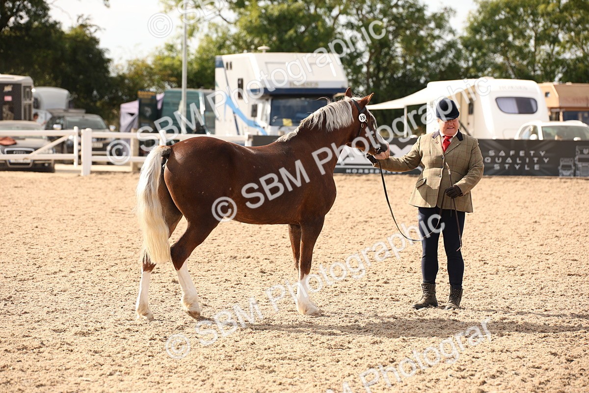 SBM_08146 - Class 27 - IH Competition Horse-Pony