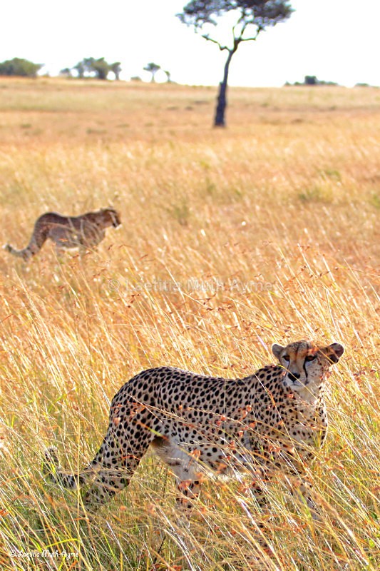 IMG_1292 Maasai Mara - Leos & Cheetahs
