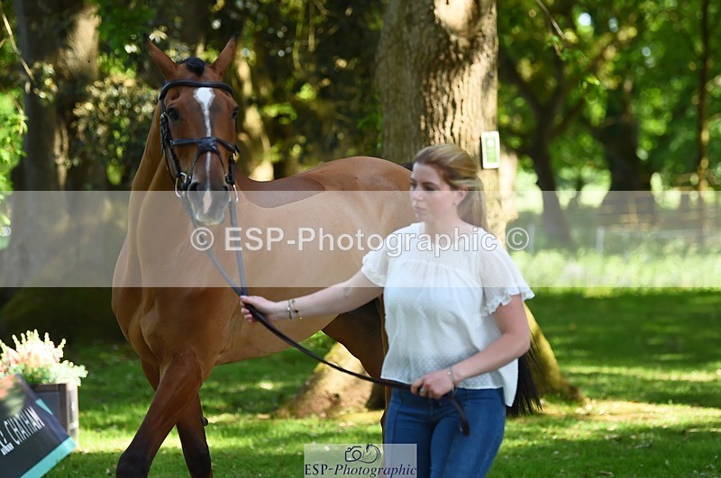 230524-155838-00593 - 206-MEXICAN_WAVE-Daisy_Bathe-WEDTrotUp+DR