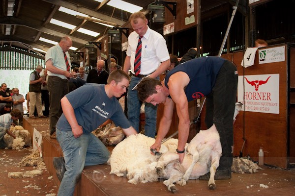 41 - Shearing Competition