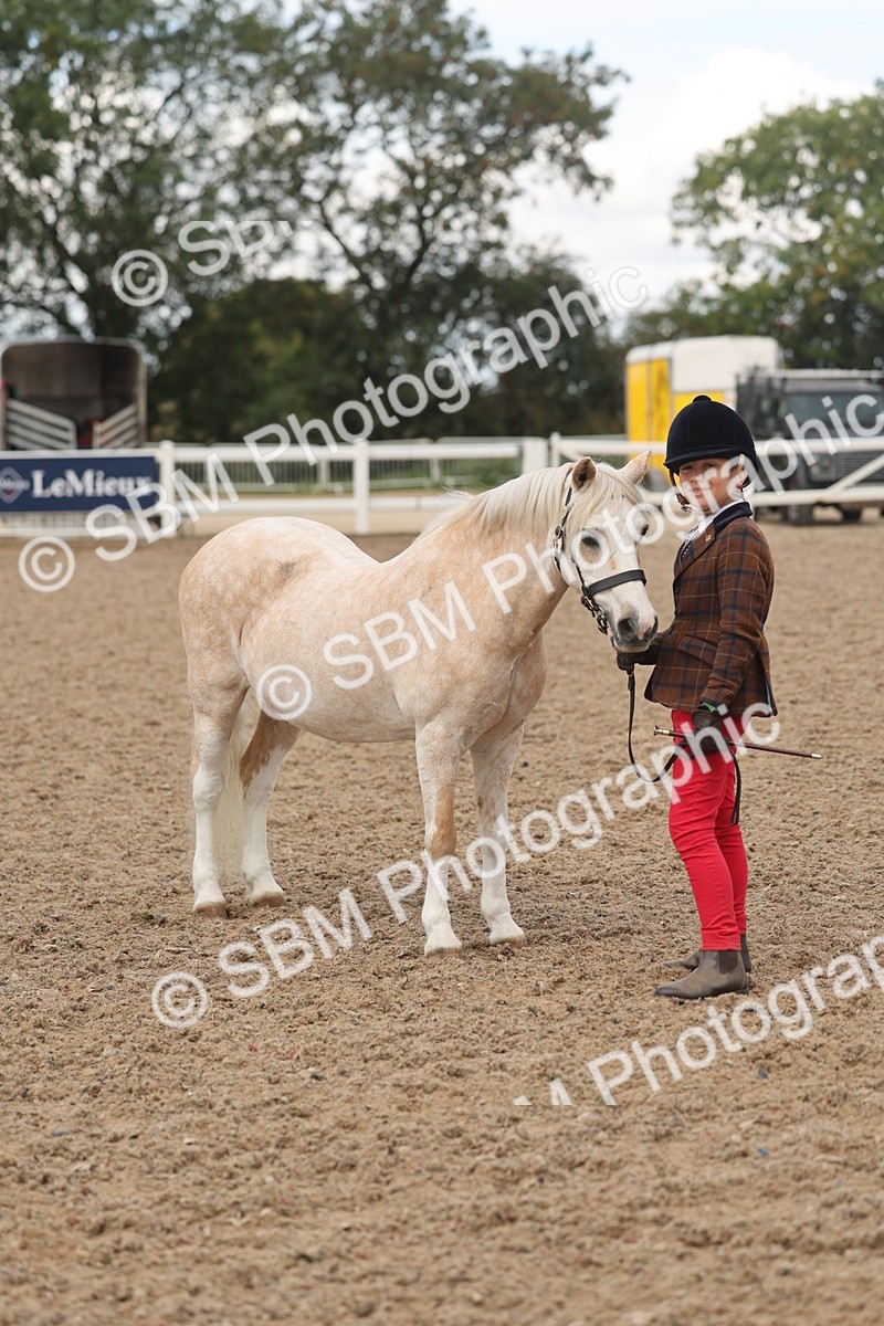 SBM_04333 - Class 17 - Prettiest Mare (IH or Ridden)