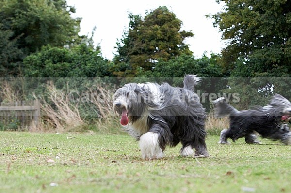  - Tendring Agility Group- St Osyth Summer Fete
