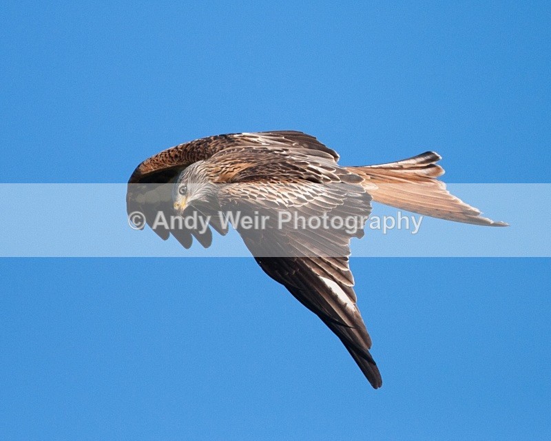 20100130-IMG_2780 316 - Red Kite