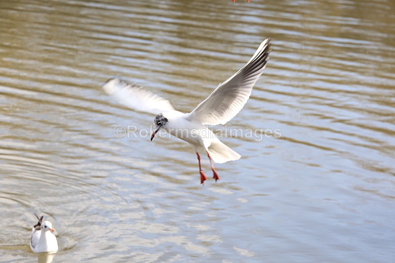  - Wildlife