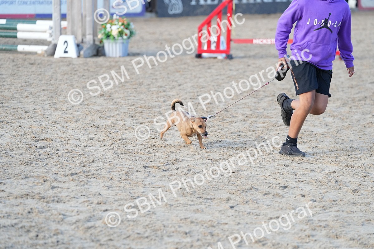 SBM_29095 - J43 - Horse & Hound Open 50cm