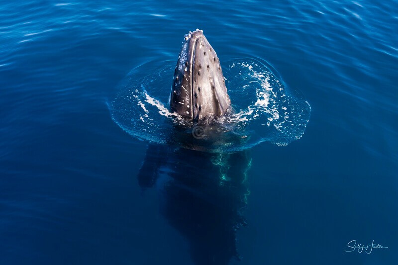 _16A1282 - 2024 Hervey Bay Whales
