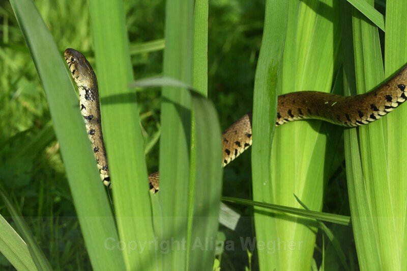Grassnake 2 - Reptiles & Amphibians