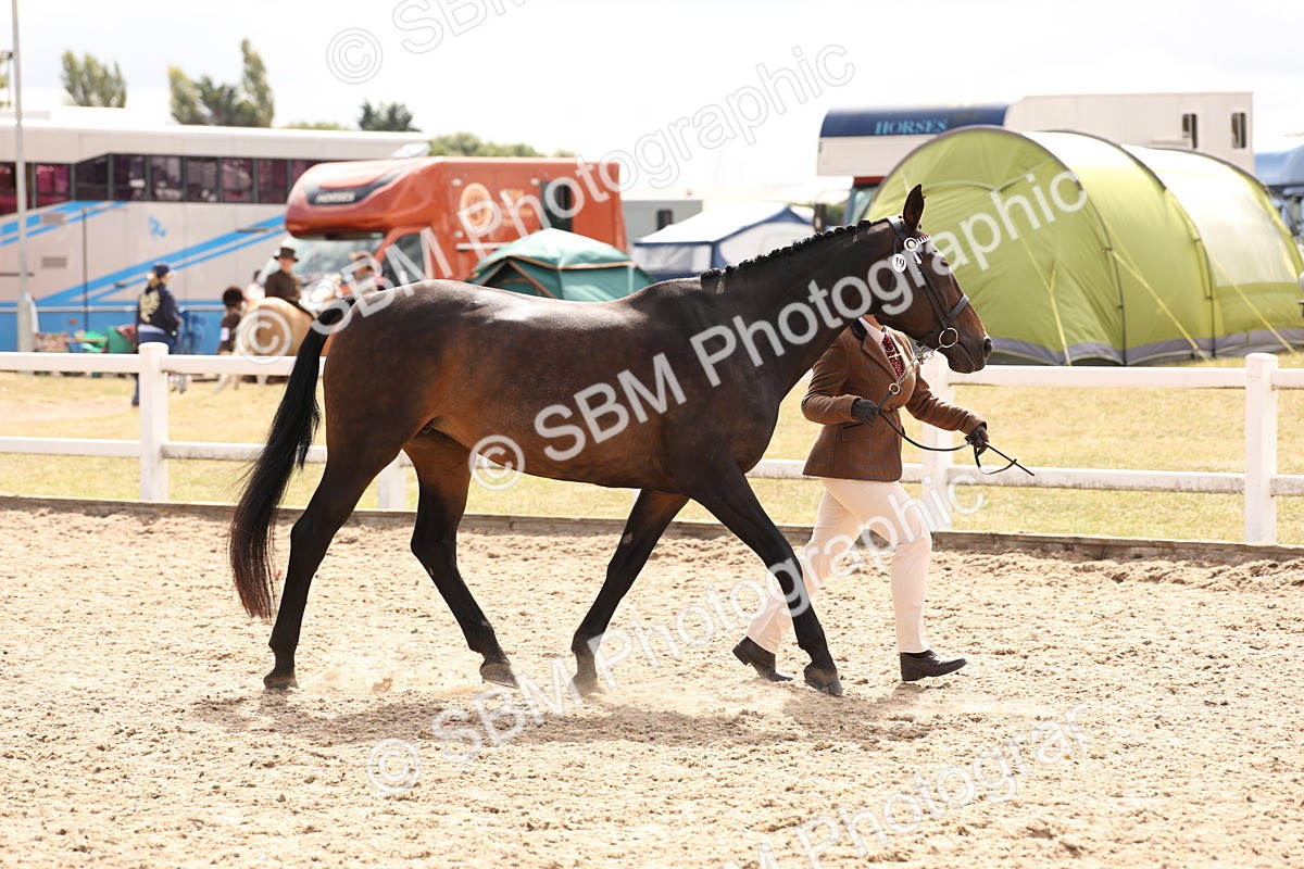 SBM_15352 - Class 210- IH Show Horse