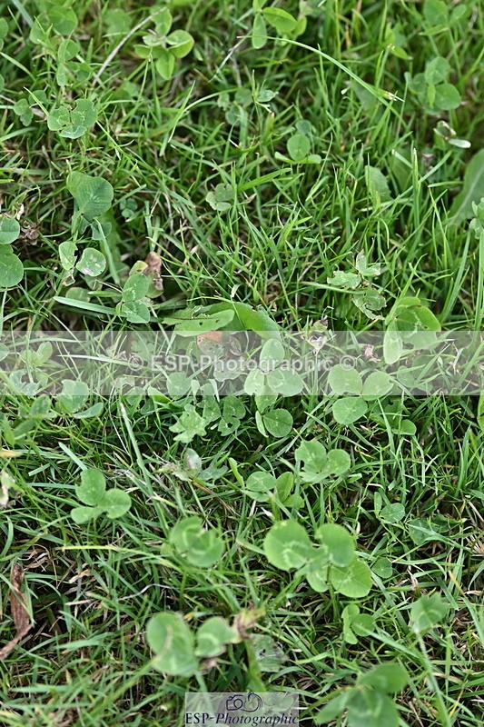 241005A-123752-03744 - SAT Cls 18 1.05m Amateur Quali