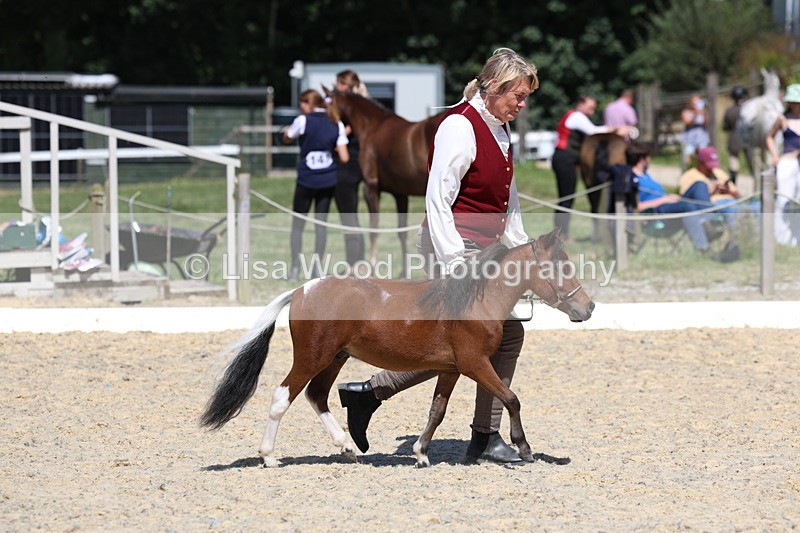 3E7A9461 - Class 30: Mnititature Horse