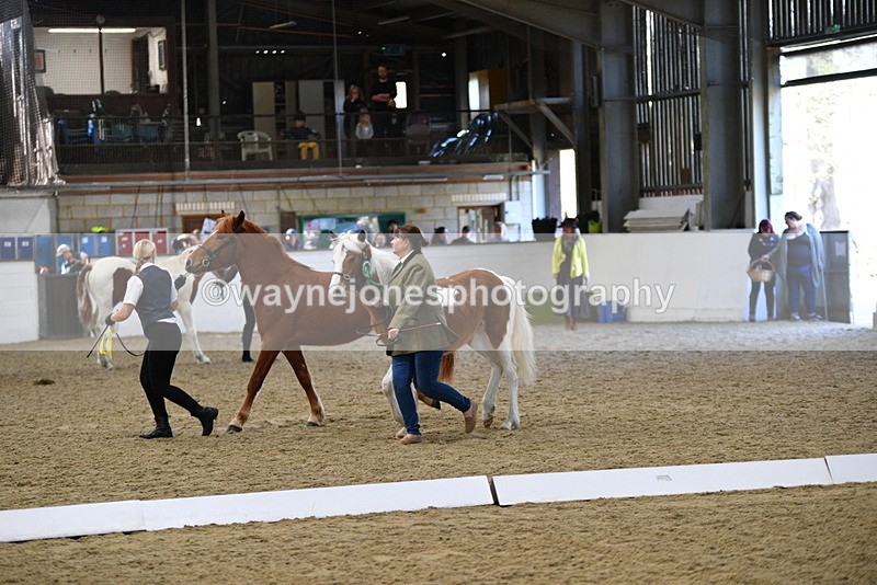 WJ5_3791 - Class 5 In Hand Veterans