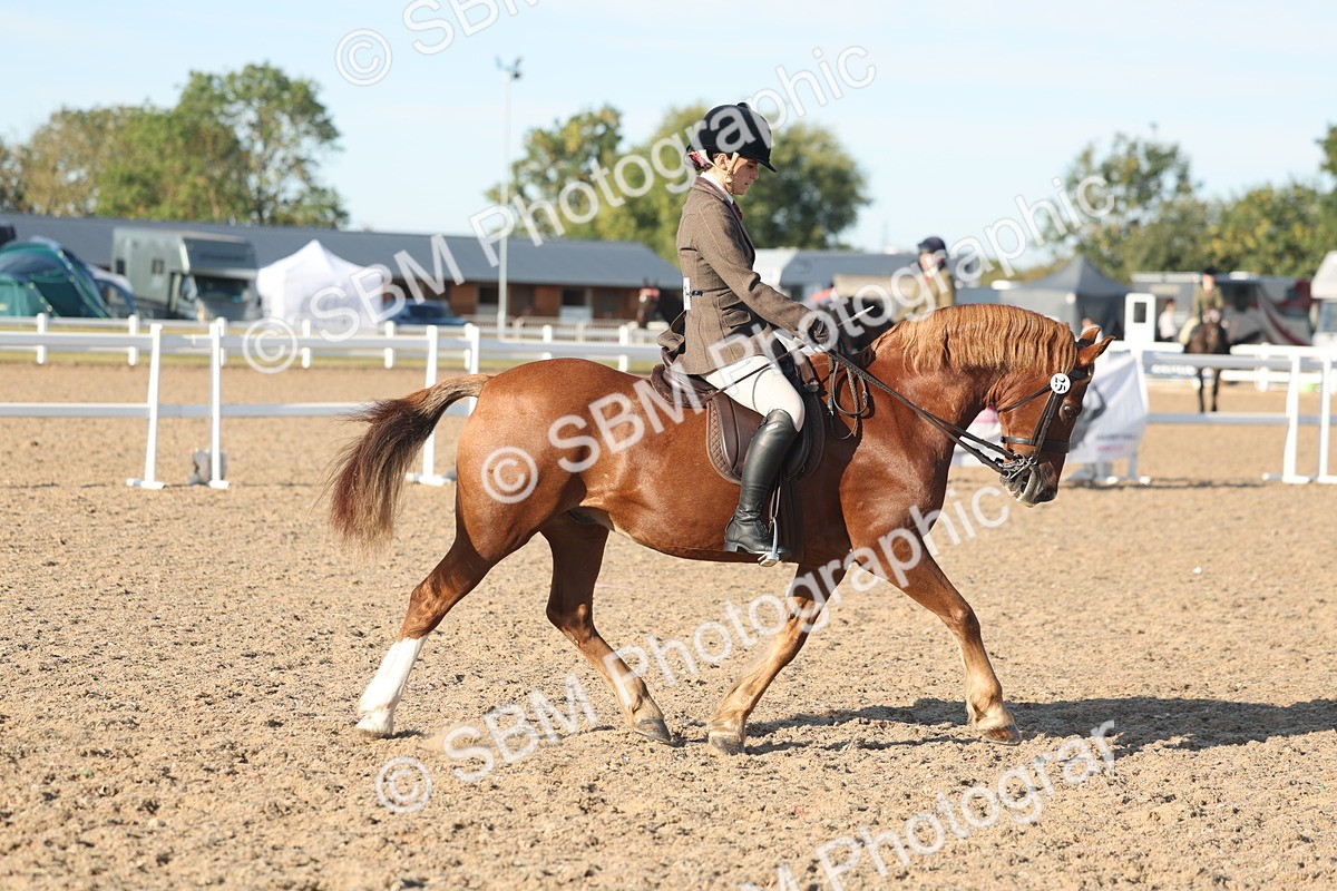 SBM_11027 - Class 302 - Ridden M&M Large Breeds