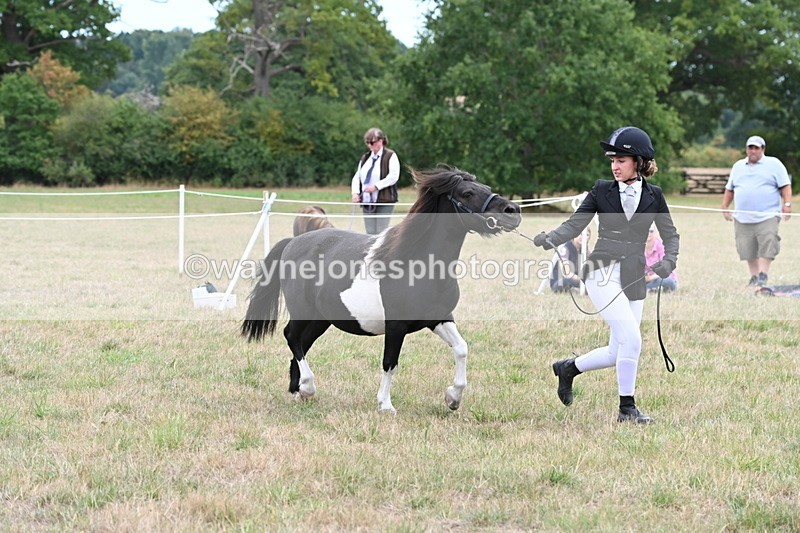 WJ6_5532 - Class 18 In-hand Coloured