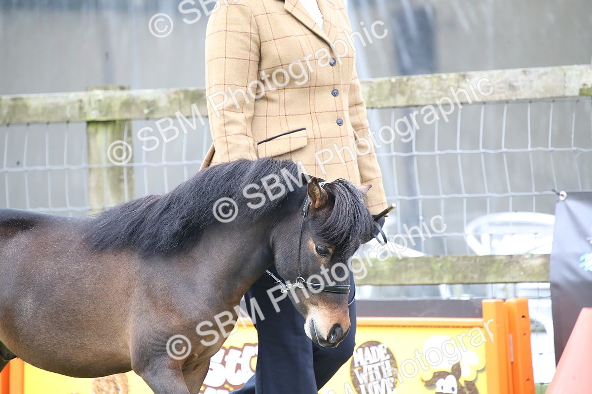 SBM_03676 - Class 23-25 - British Miniature Horse of the Year