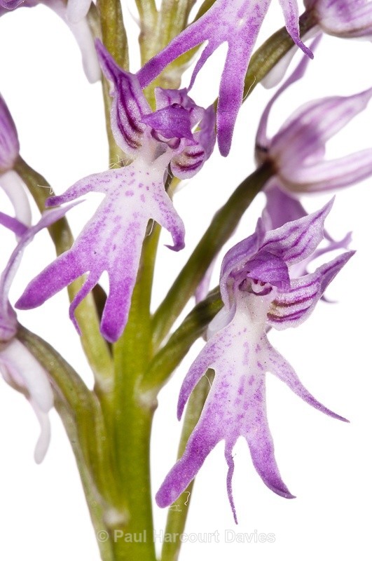  - WB: Orchids - Orchis