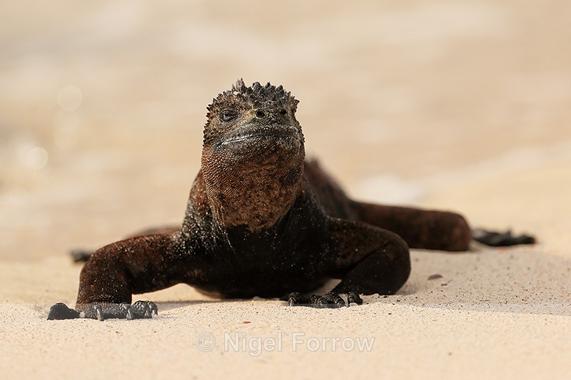 Marine Iguana motionless on beach, San Cristobal, Galapagos - REPTILES & AMPHIBIANS
