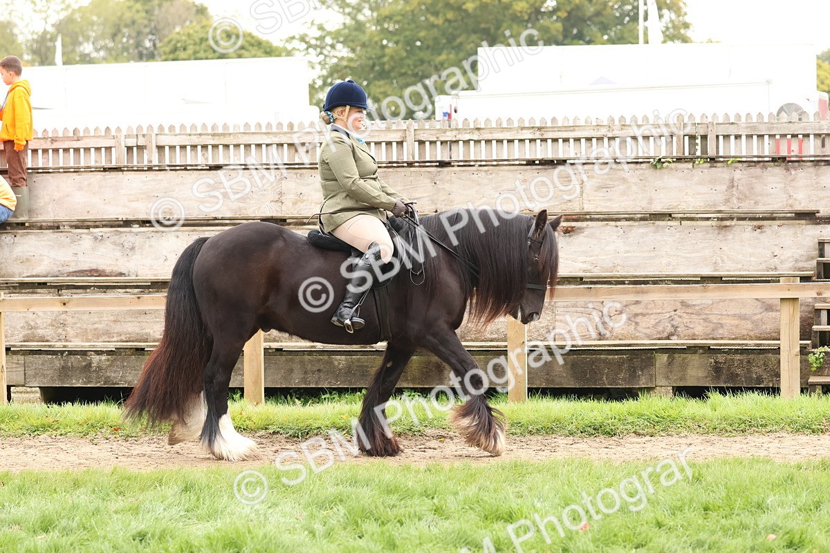 SBM_59822 - S36 - Rehabiliated Rescue Horse & Pony In Hand & Ridden