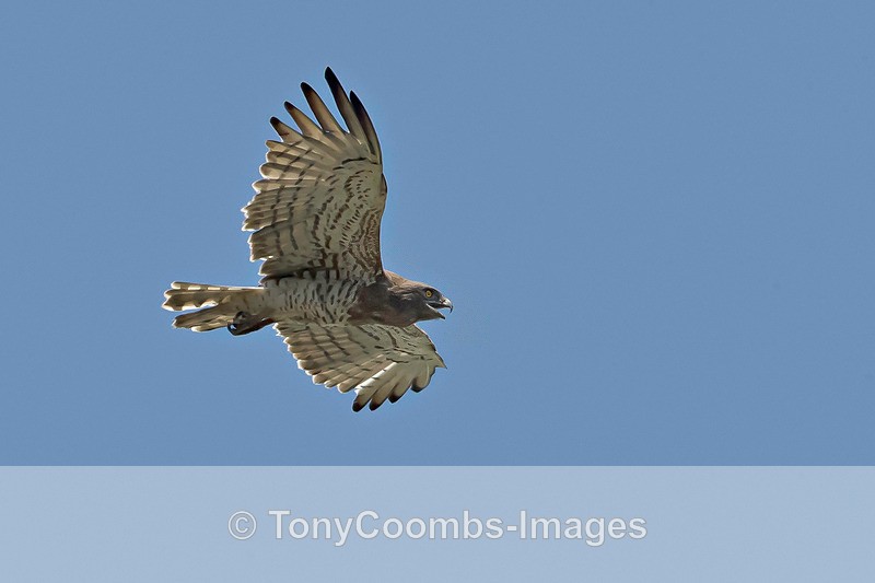 Short-toed Snake Eagle - Turkey