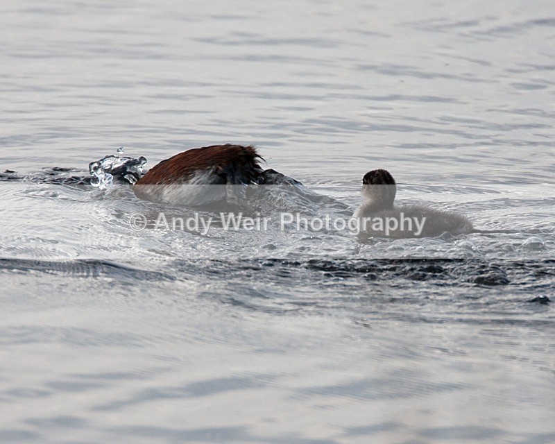 20080604-060 - Black-necked Grebe