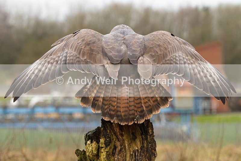20110312-IMG_2056 - Common Buzzard