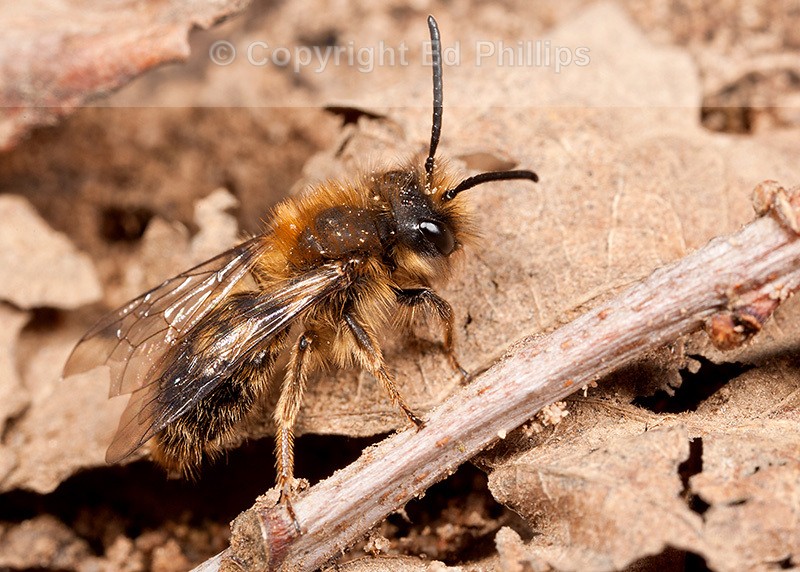Andrena clarkella (m)